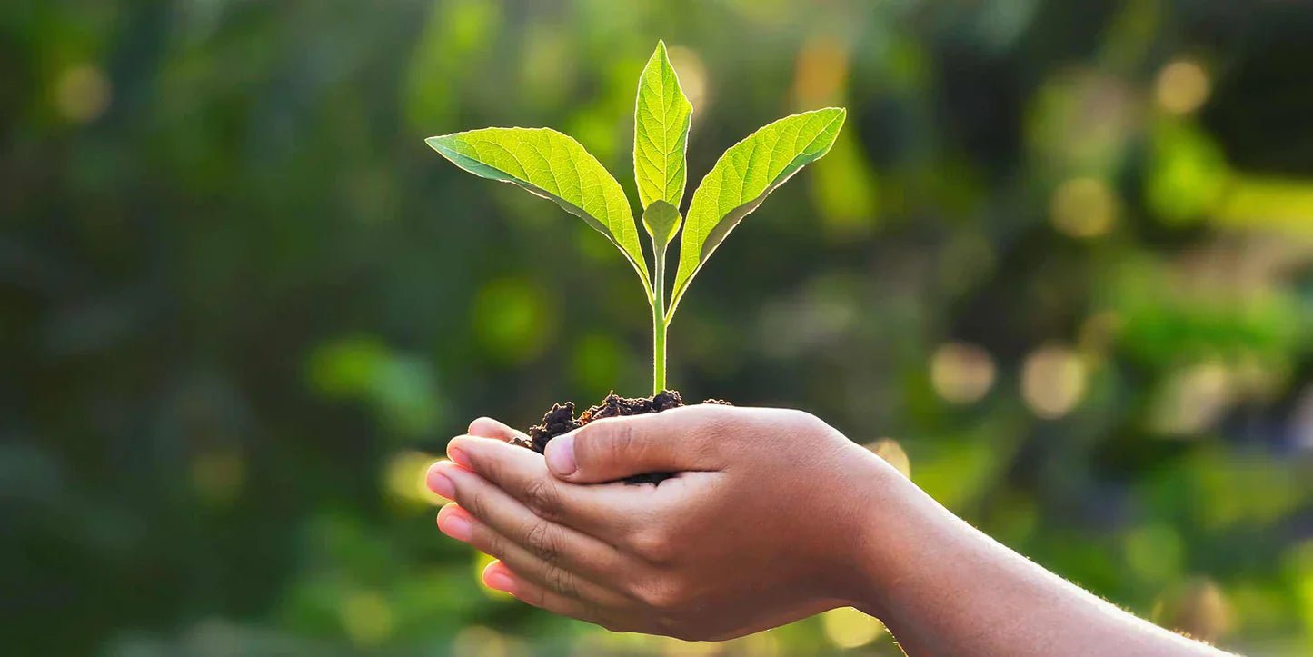 sustainable sips: sy'a's commitment to eco-friendly luxury - sy’a