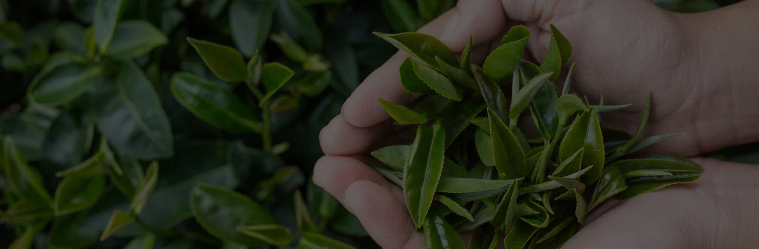 hand holding fresh tea leaves