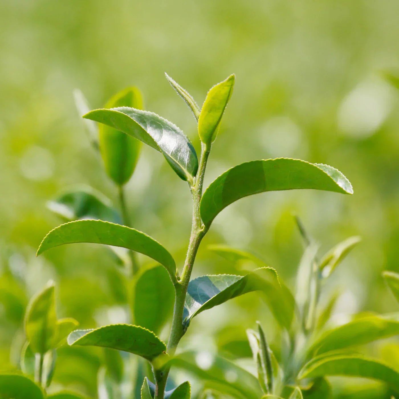 first flush - the champagne of teas - sy’a