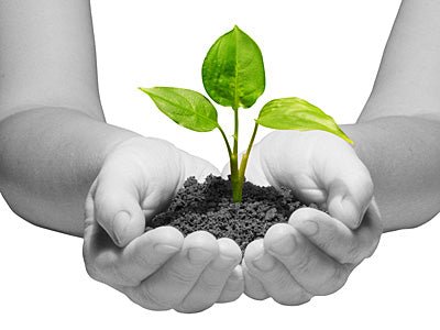 sip, savour, sustain: embracing Earth Day 2024 with sy'a luxury teas - sy’a