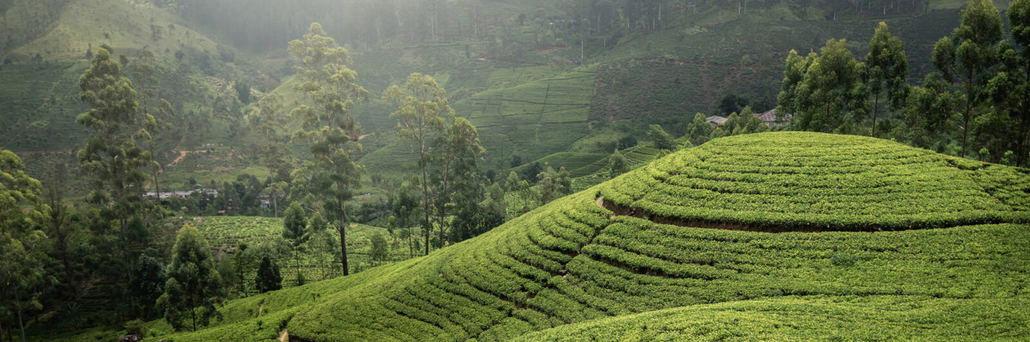 tea plantation picture